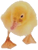 Call Ducktoes Now